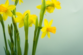 黄色小清新水仙花盛开图片
